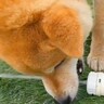 犬が『水の出るホース』で遊んだ結果…まさかの事実に『文句を言う姿』が面白すぎると251万表示「もうちょっとなのにねｗ」「怒ってて爆笑」