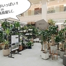 観葉植物がいっぱい！立川高島屋S.C.にある観葉植物のお店『チュイングリナリー（TUIN