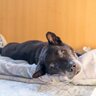 愛犬が寝たきりになる前にすべき対策とは　動けなくなる原因から介護の可能性まで