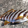 磯臭い魚はとりあえず「素揚げ」にするのが吉　揚げた魚で味噌汁を作っても美味