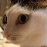 奥から赤ちゃんが近づいてきているのを察したネコ……爆笑の"瞬間"が74万表示「ヤバいのお顔」「ナイスな表情に笑った」とSNSで話題に