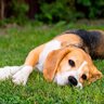 犬が『疲れている』ときにみせる4つのサイン　愛犬が疲労困憊になってしまう原因とは？