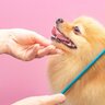 犬のブラッシングをするときは『コーム』も使った方がいい？役割から選び方まで詳しく解説