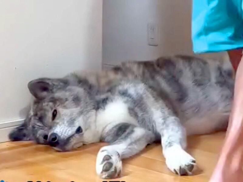 秋田犬★ S5b81cf67b3c742b7a401884ffe86f