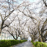 絶景の信州桜スポット「与田切公園」200メートルに渡ってできる桜の回廊は必見。4/8(土)～夜桜ライトアップも＠飯島町
