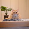 猫が見せる『健気な行動』3選　思わずグッとくる一途な一面、本当はどう思っている？