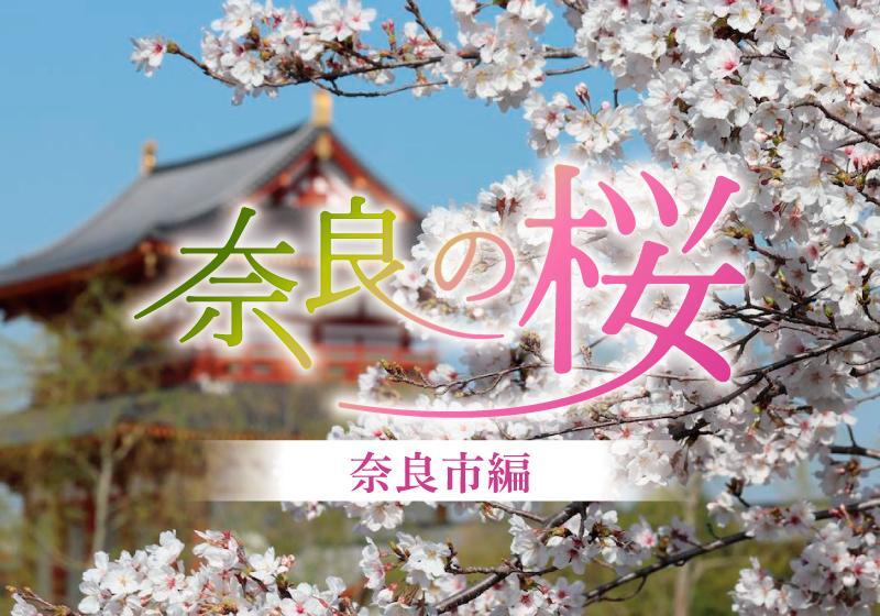 奈良の桜 終了】奈良の桜開花情報2022 | ええ古都なら