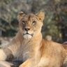 到津の森公園にメスライオン「コマ」が仲間入り　大分県・アフリカンサファリから来園【北九州市小倉北区】
