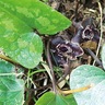 タマノカンアオイ　豊かな自然に今も咲く　牧野富太郎氏