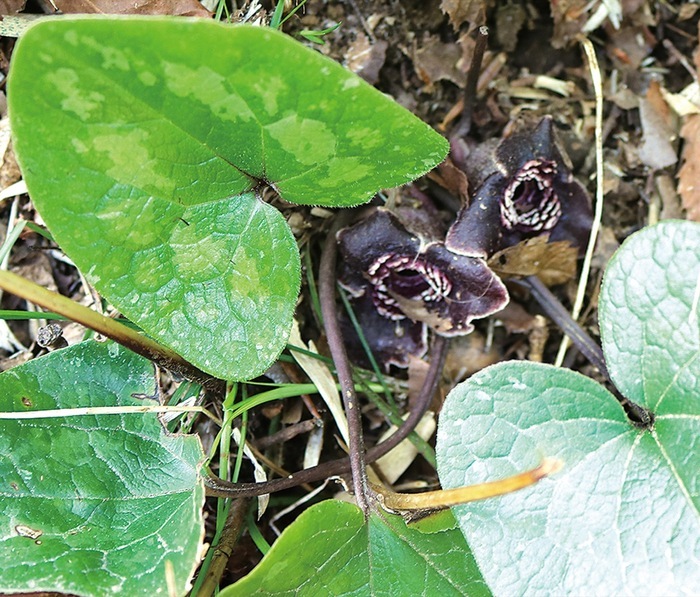 タマノ　カンアオイ　きつね山 タマノカンアオイ キツネ山 | ボケ爺さんの暇つぶし日記