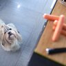 犬を『近づけてはいけない超危険な場所』5選　絶対NGな理由や愛犬に与える悪影響まで