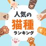 人気の猫種ランキング【可愛いポイントを紹介】