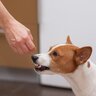 犬を撫でるときにやってはいけないNG行為4選　愛犬を不快にさせる間違った撫で方まで