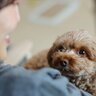 犬を『人間扱い』してはいけない理由5選　愛犬の身に起こるデメリットとは？