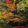 【京都紅葉】12/15まで公開延長！北野天満宮『史跡御土居のもみじ苑』