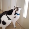 猫が『宝探しゲーム』に挑戦した結果…思わぬ展開に爆笑の声続出「コップの数が思ったより多くて笑った」「吹いた」と3万5000再生