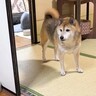 散歩から帰宅した柴犬→猫たちがお出迎えしてくれるかと思ったら…『予想外の展開』に笑顔になる人続出「優しいね」「幸せな空間」