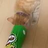 細長いポテトチップスの筒に入ろうと『猫が突っ込んだ』結果…可愛すぎる瞬間が56万表示「耳の激しいピコピコがたまらんｗ」「耳が可愛い」