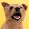 『飼い主が立ち上がった途端』犬が吠える心理4つ　考えられる原因から改善策まで