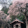 古刹を染めるしだれ桜が幻想的「光前寺」＠駒ヶ根市