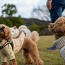 愛犬と一緒に楽しめるイベント「ひびきDOGフェス」開催　ブース50店舗が出店【北九州市若松区】