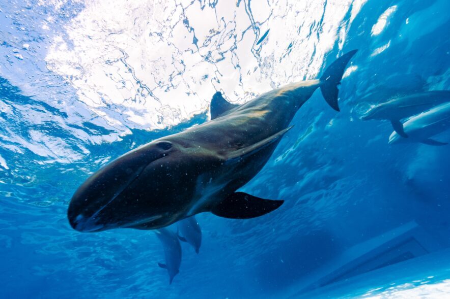 イルカとクジラ＞分類上は同じ仲間＆違いは大きさだけ 基準は