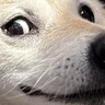 何気なく犬の写真を撮った結果→奇跡的に撮れた『アニメのような表情』が46万表示「キーホルダーにしたいレベル」「耳どこいったｗ」と爆笑