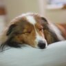 犬が『寝たフリ』をする心理5つ　どんな理由が隠されているの？見分け方までご紹介