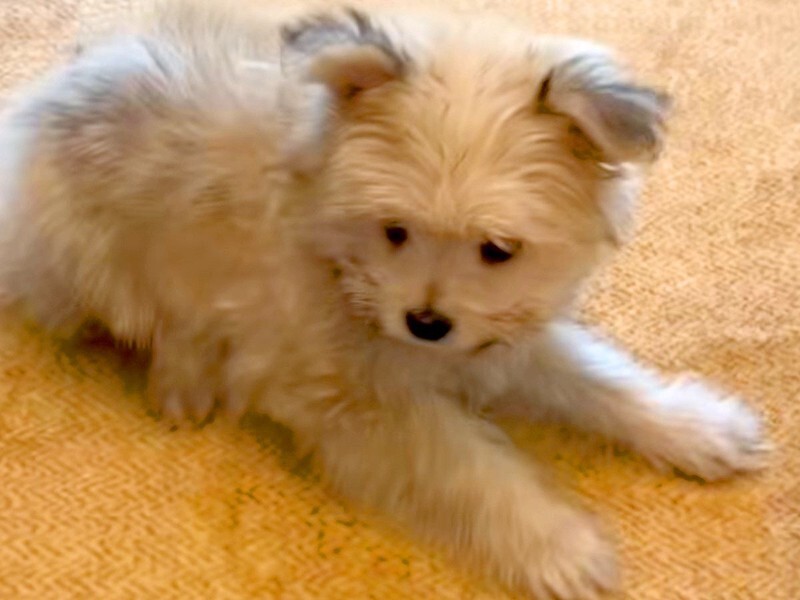 ブルー系に育つかな』と思っていた赤ちゃん犬→数年後…予想を裏切る