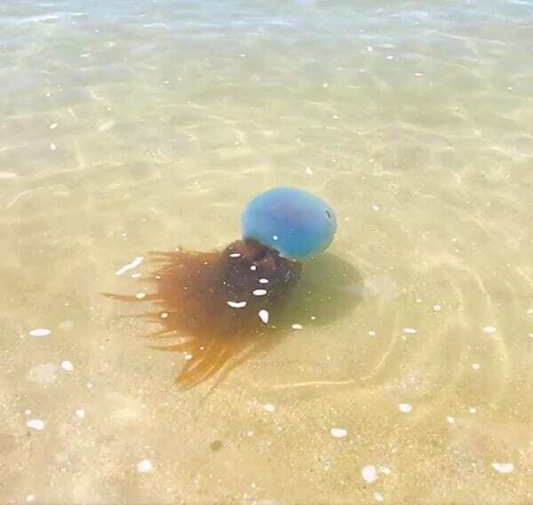 ホイミスライム　2点 熊本県天草の海にホイミスライム出現！？目撃情報にSNS騒然