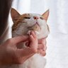 猫のアゴの下に『黒ゴマ』？なぞのブツブツの正体と対処法　実は病気のサインかも