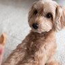 犬が『前足でちょいちょい』してくる理由とは？5つの心理を徹底解説