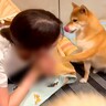 犬は自分の部屋に『不法侵入』されていたら…どうする？『予想外の反応』に爆笑の声「マジ？って顔してるの草」「人間みたいｗ」と26万再生