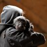 犬が誘拐されかねない5つの危険な場所とは？リスクとなる飼い主のNG行動から対策法まで