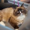 無賃乗車で「高速鉄道の旅」に出た猫　目的地に着く前に発覚し、連行される　中国