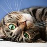 猫たちは『自分がかわいい』と知っている？そう疑いたくなる3つの瞬間