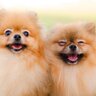 犬の多頭飼いはどんなメリット・デメリットがあるの？犬たちの相性やもたらす影響、注意点まで解説