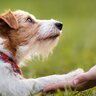 犬は『飼い主の顔を見分ける』ことができる？愛犬の記憶力や覚えさせる方法まで解説