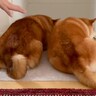 掃除機をかけていたら『２匹の犬』がジャマしてきて…可愛いけど全く捗らない様子が12万再生「びくともしないｗ」「ダブルバリケード」の声