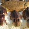 伊勢湾の船コウイカ釣りが開幕