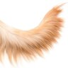 犬の『しっぽの動き』から読み取る４つの心理　感情による違いや見極めるためのコツをご紹介