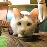 保護猫たちが鉄道ジオラマの街へ…走る電車が『脱線しまくる様子』が微笑ましすぎると反響続々「食べそうな勢いｗ」「ニャジラだ」の声