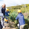 汐見台小学校卒業生有志ら　思い出のクロマツと再会　砂防林保全へ間伐作業