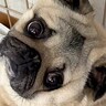 ペットホテルから連絡→預けていた犬が…予想すらできなかった『まさかすぎる報告』に5万いいねの反響「器用で草」「子供みたいｗｗ」と爆笑