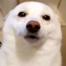 『間違ってなかった』人生で初めて犬を飼った結果→13年後…思わず涙がでる『現在の光景』が435万標示「大正解」「愛情伝わる」と絶賛