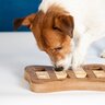 愛犬に新しいモノを与えても嫌がる心理4選　新品グッズを使ってもらうために飼い主ができることとは？