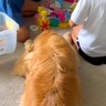 ブロック遊びをしている２人の女の子→大型犬が仲間に入りたそうにしていると…あまりにも『尊すぎる光景』に「ステキな家族」「偉すぎる」と反響