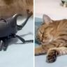 爆睡してる猫の横に『カブトムシのおもちゃ』置いたら…絶妙な反応が面白すぎると10万5000再生「しんどいw」「表情たまらん」の声