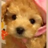 『茶色い子犬だから、名前はチョコにしよう』と迷っていたら…数年後→予想を遥かに超える『衝撃的な変化』が101万再生「こんな変わる？ｗ」