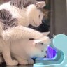 回すとおやつが出てくる猫のおもちゃ→1匹が出した瞬間に、下にいた猫が…まさかの光景に「まじかって顔ｗ」「ダメだ面白すぎるｗ」と21万表示